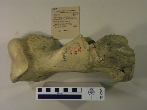 Teleoceras fossiger