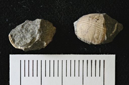 undet. Mollusca