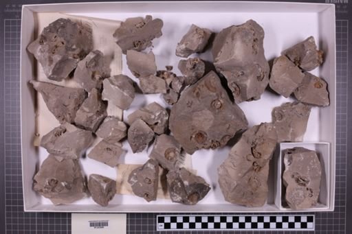 mixed taxa, stratigraphic collection