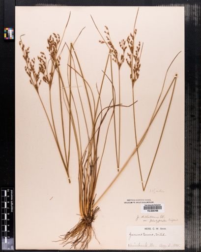 Juncus dichotomus