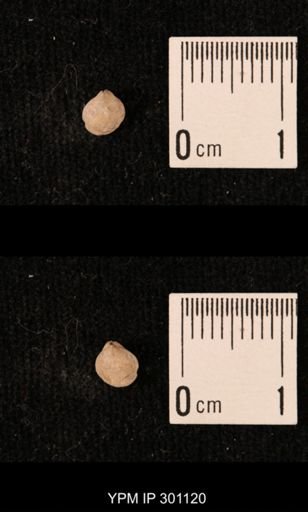 Ambocoelia sp.
