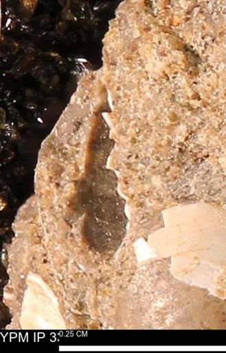 undet. Bivalvia