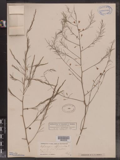 Asparagus officinalis