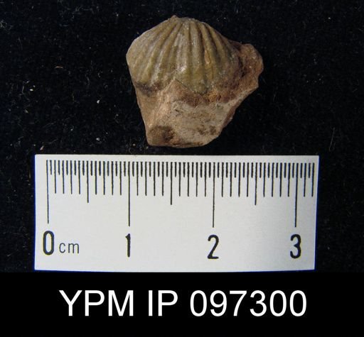 Trematospira camura