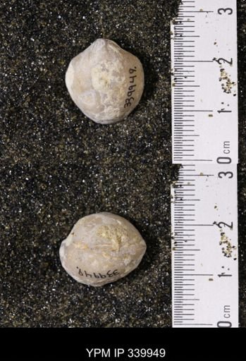 Kingena wacoensis
