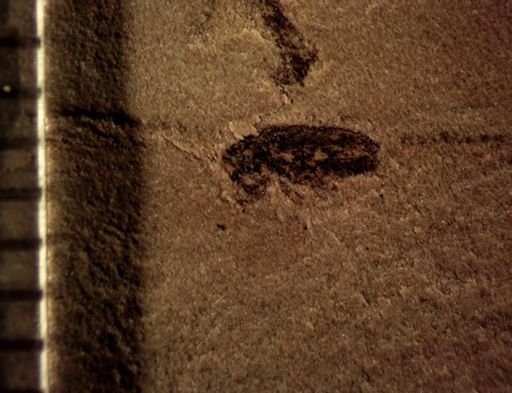 undet. Cryptorhynchinae