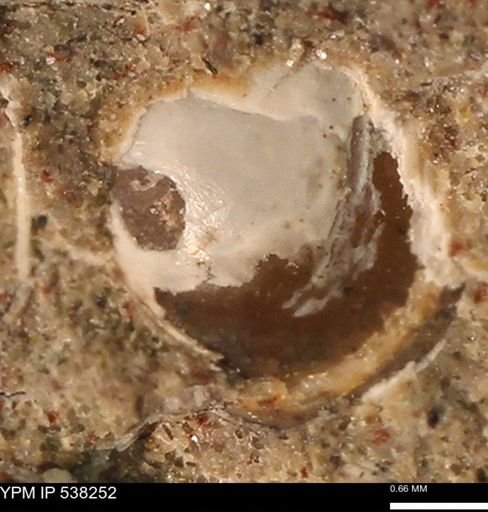 Corbulamella gregaria