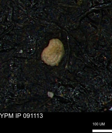 Spirolocammina planula