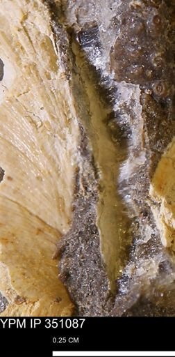 undet. Inoceramidae