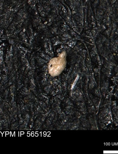 Alveolophragmium linki