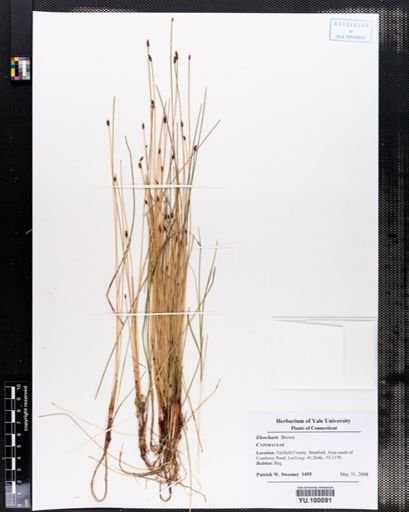 Eleocharis