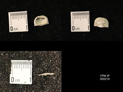 Mesolobus mesolobus decipiens