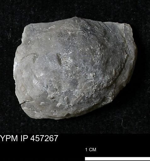 Pholidostrophia iowaensis