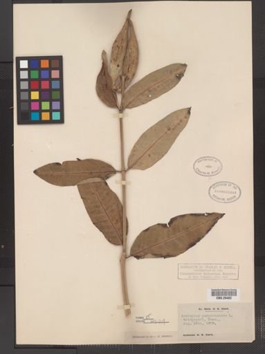 Asclepias purpurascens