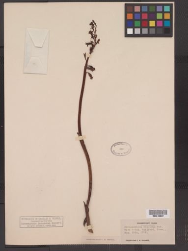 Corallorhiza maculata