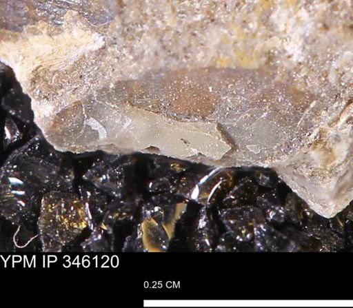 undet. Mollusca