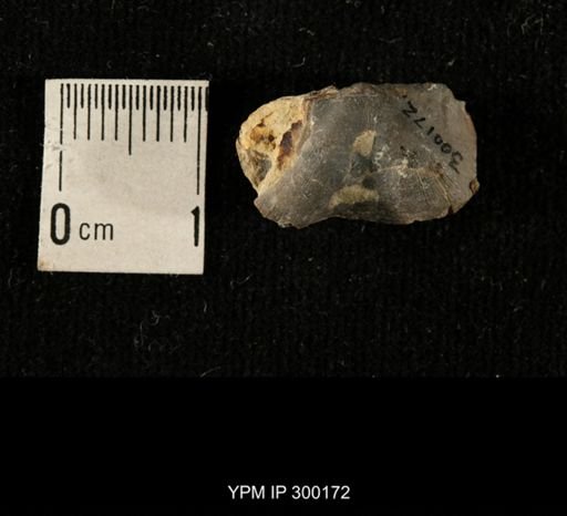 Chonetes subliratus