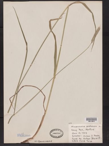 Alopecurus pratensis