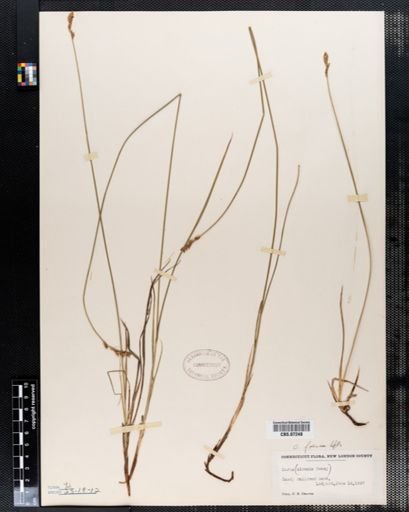 Carex siccata