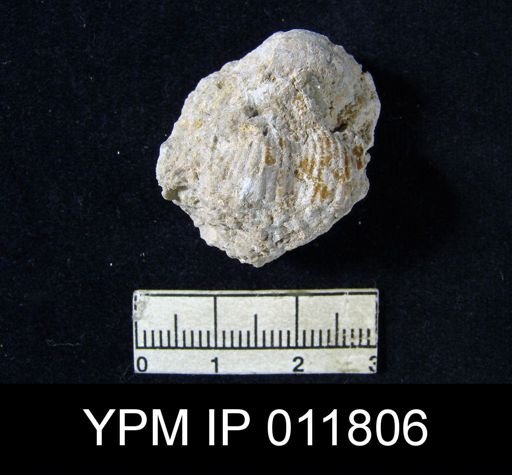Marginifera reticulata angusta