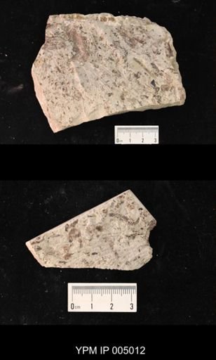 Typus permianus