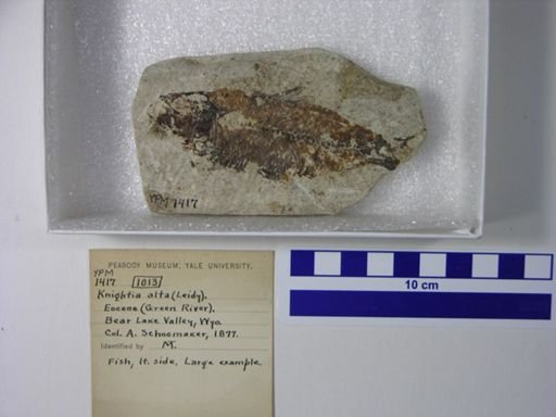 Knightia alta