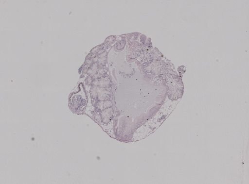 Crepidula