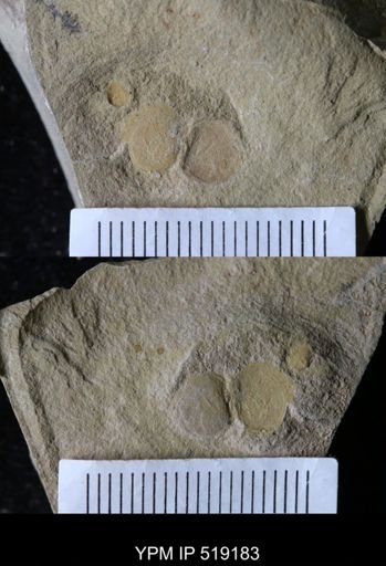 undet. Brachiopoda