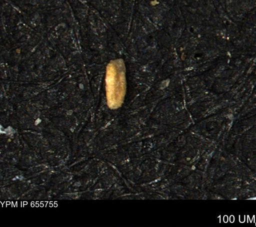 undet. Foraminiferida