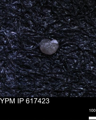 undet. Foraminiferida
