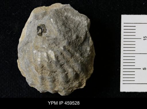 Meekella striatocostata