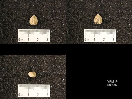 Rhynchotrema anticostiensis