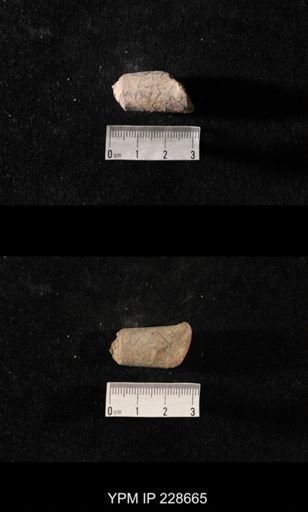 Orthoceras