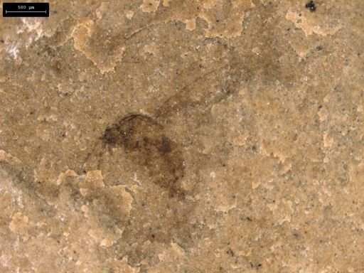 taxon undetermined