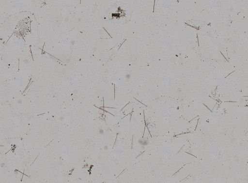 Clionidae