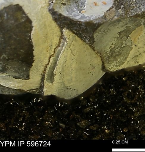 Limopsis striatopunctatus
