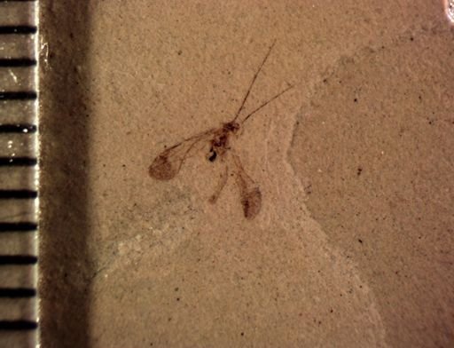 undet. Psocoptera