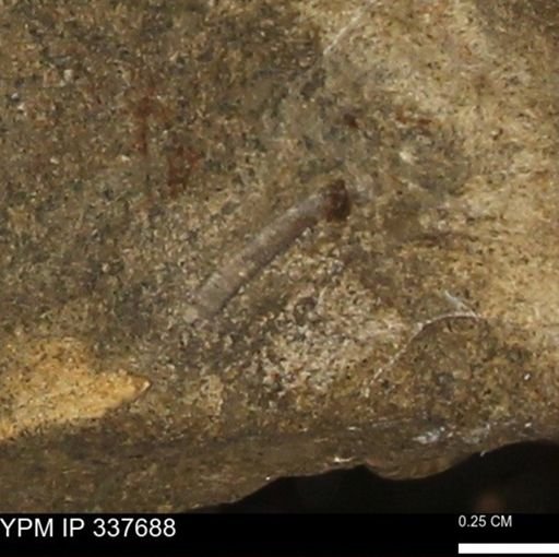 undet. Mollusca