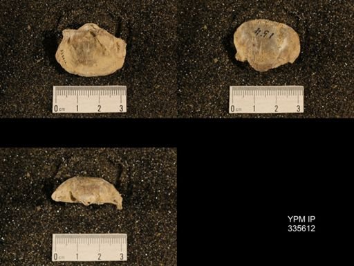 Linoproductus cora