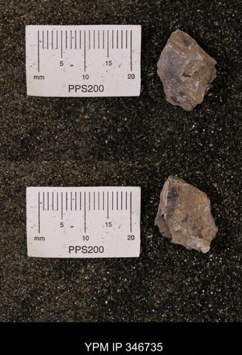 Oxytoma (Hypoxytoma)