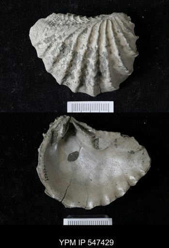 Pterotrigonia sp.