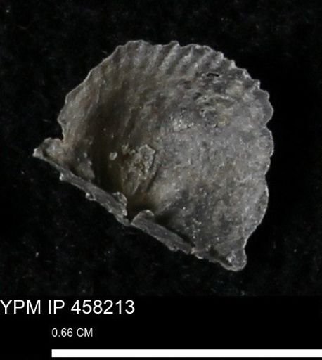 Chonetes mucronatus