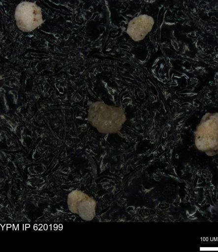 undet. Foraminiferida