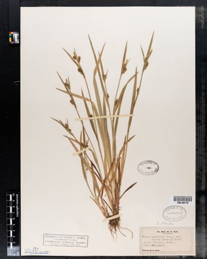 Carex blanda