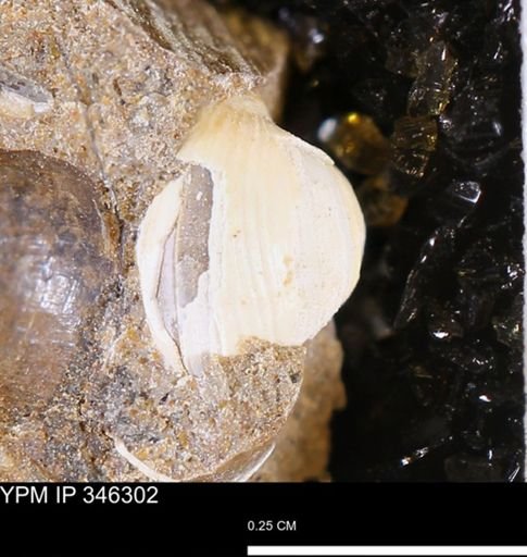 Clisocolus?