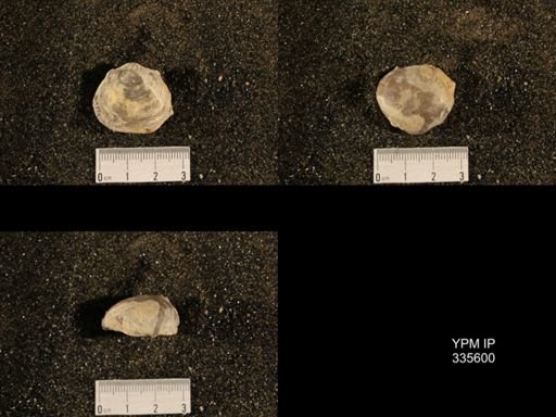 Linoproductus cora