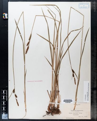 Carex haydenii