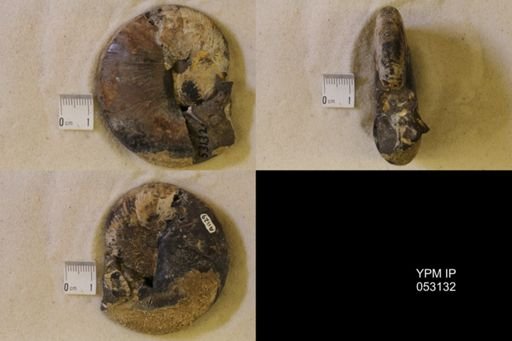 Hoploscaphites nicolletii