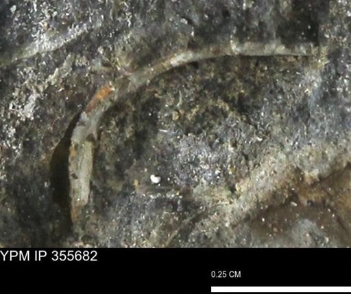 undet. Bivalvia