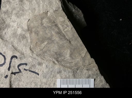 undet. Phyllocarida